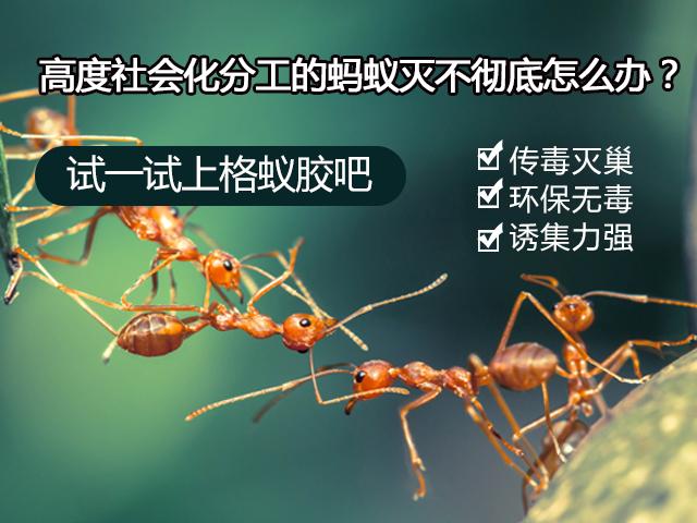 上海专业控虫服务哪家好？承诺守信与系统服务双轮驱动的选择之道